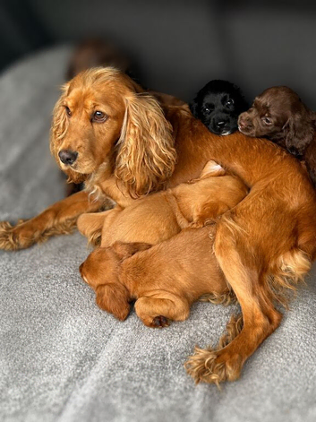 Beautiful working type Cocker spaniel puppy&rsquo;s