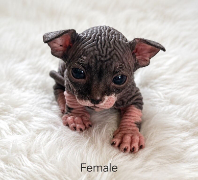 Beautiful wrinkly sphynx kittens