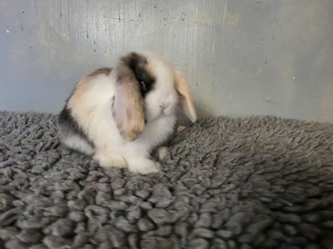 Stunning pure bred minilop babies