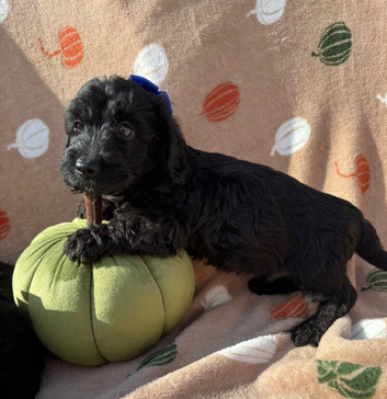 Reduced-Doxiepoos ready to go