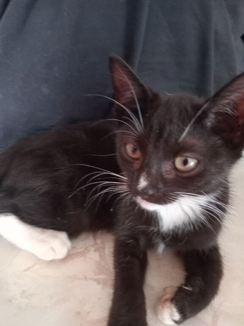 10 mogi kittens