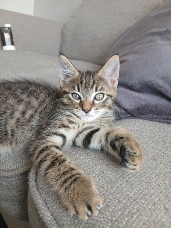 Male kitten looking for his forever home