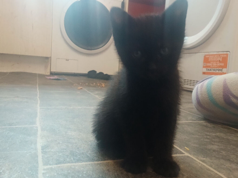 Beautiful black kitten