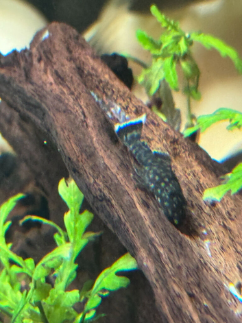 Home-Bred Bristlenose Pleco Juveniles
