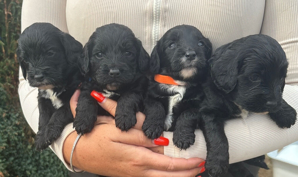 Stunning Cockapoos