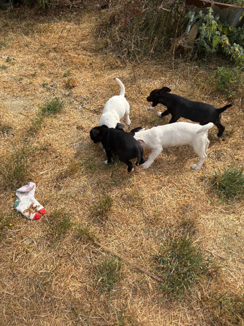 4 patterjack dog pups