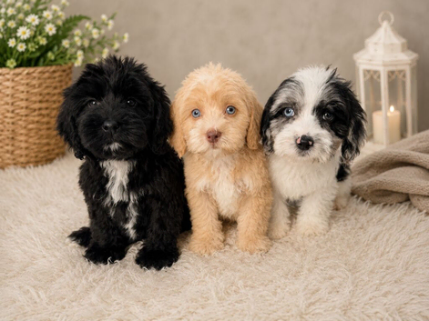 F1B ShowLine cockapoo