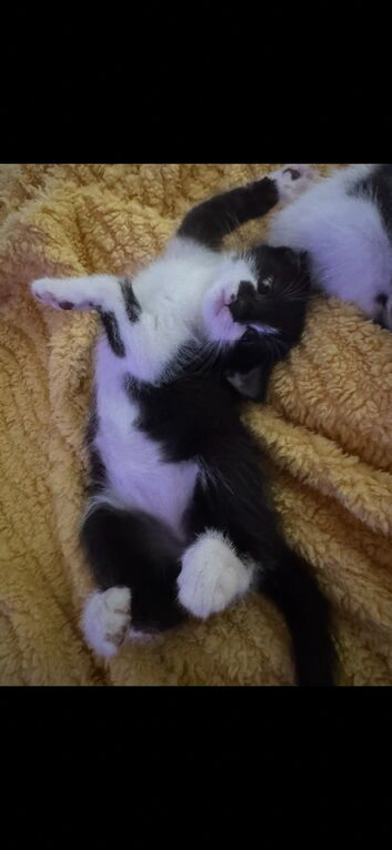 Kittens