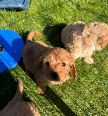 Beautiful Health Tested Cavapoo Puppies