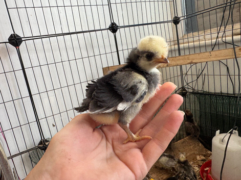 ~FRIZZLE~ Polish chicks (also have smooth)
