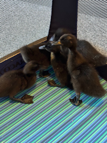 Cayuga cross ducklings (unsexed)