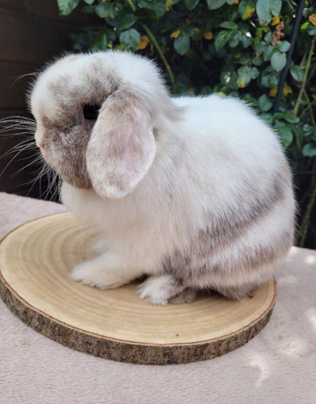 Mini lop bunnies
