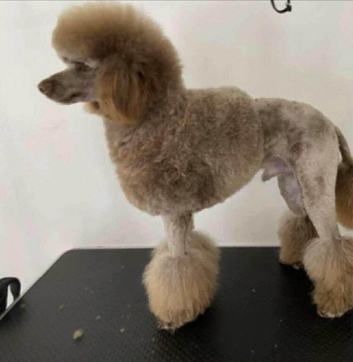 4 year old small mini boy