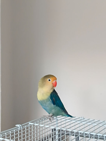 Fischer Lovebird (presumably female)