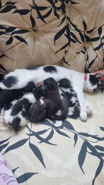 6 Adorable Kittens