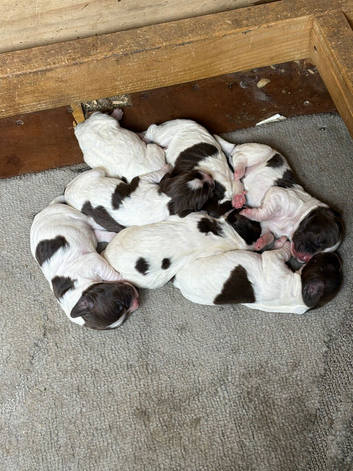 Sprocker puppies READY TO GO