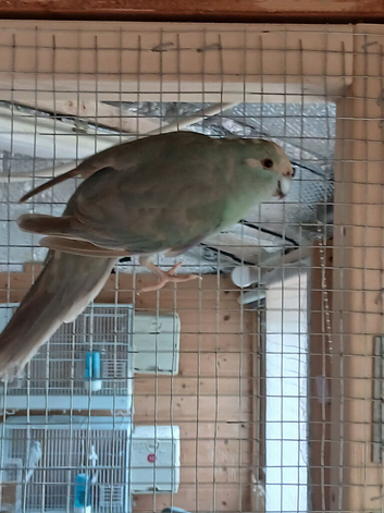 Aviary kakariki