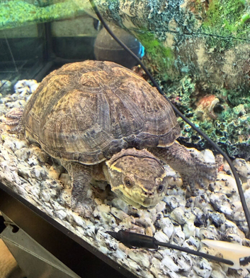 2 musk turtles