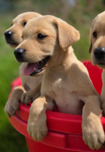 KC registered Yellow working type labrador puppies