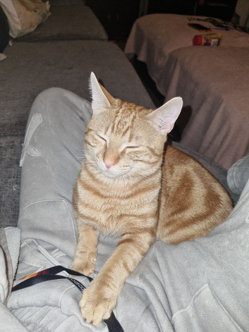 Beautiful 1 year old simba