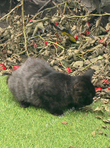 Beautiful kitten