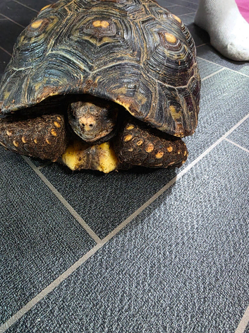 Lovely cherryhead Redfoot tortoise 11inch female
