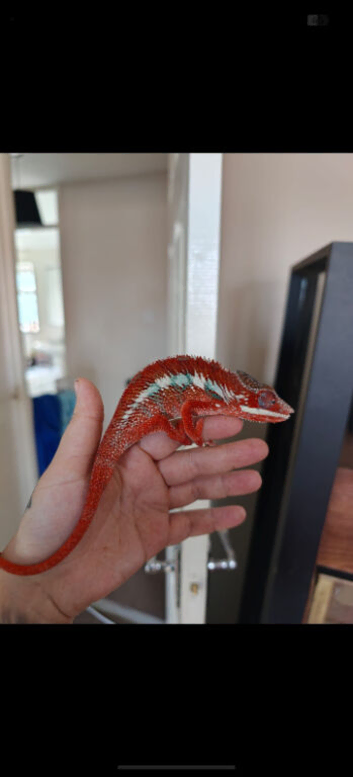Young male blue bar panther chameleon