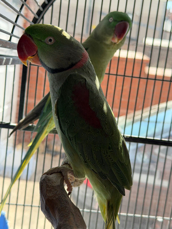 Beautiful Pair of Alexandrine Parrots