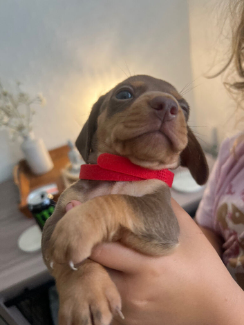 Last chunky chocolate boy