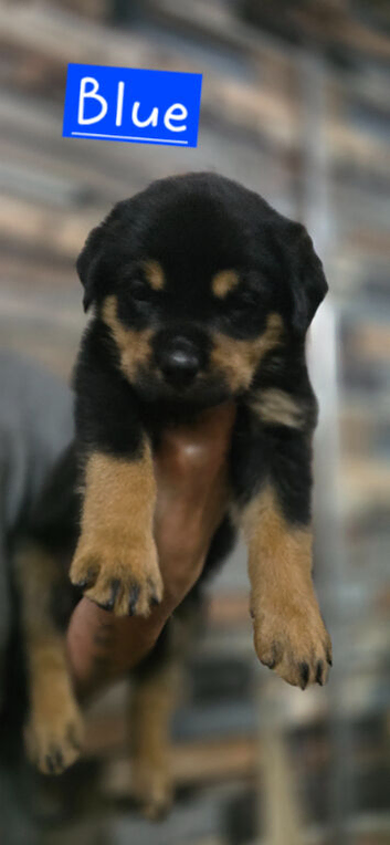 STUNNING LARGE ROTTWEILER PUPPIES - 5 GIRLS & 3 BOYS