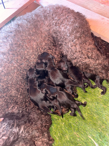 Stunning F1 Cockapoo Puppies