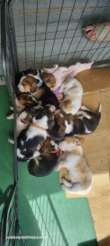 Basset Hound pups for sale