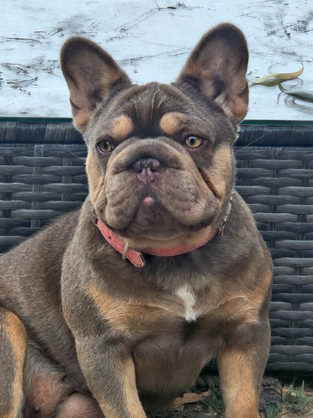 BIG ROPE FRENCH BULLDOG (NEW SHADE)
