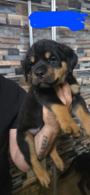 STUNNING LARGE ROTTWEILER PUPPIES - 2 BOYS AVAILABLE
