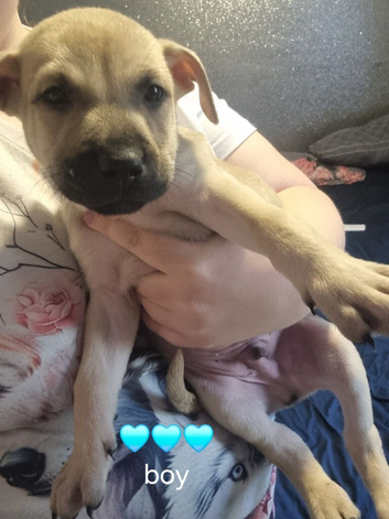 Blue collar (bull herder) still looking for home