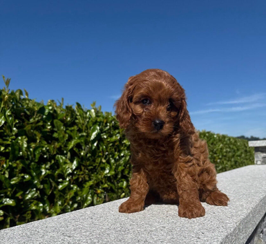 FoxRed cavapoo