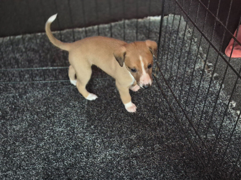 All puppies now reserved