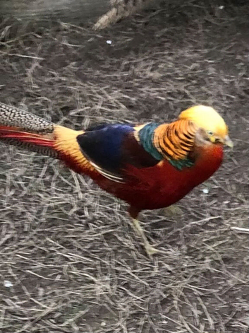 Red Golden pheasant cocks available