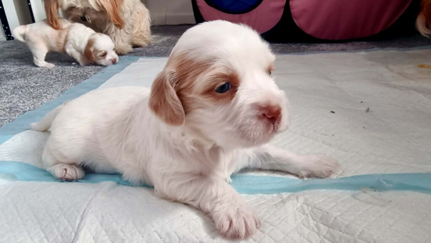 Lovely puppies