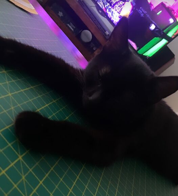 cute black kitten to be rehomed