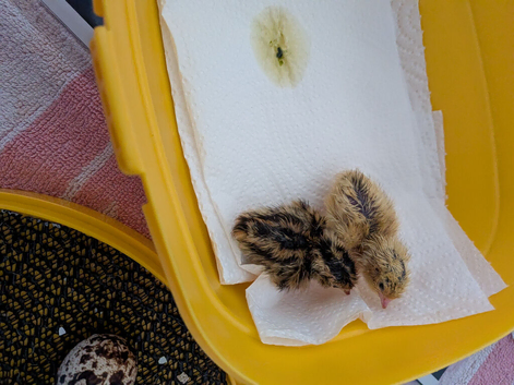 Beautiful Baby Italian Quail for sale