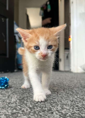Ginger kittens