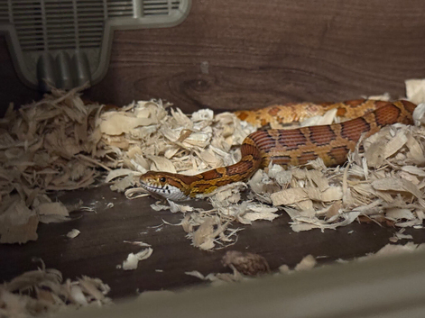 2x corn snakes