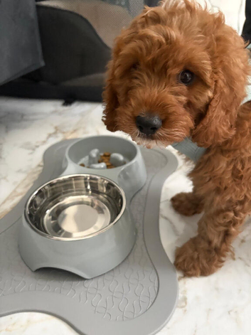 Adorable 8-Week-Old Male Cavapoo Puppy - Gorgeous Apricot Coat �