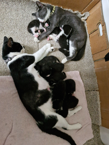 Black and white kittens