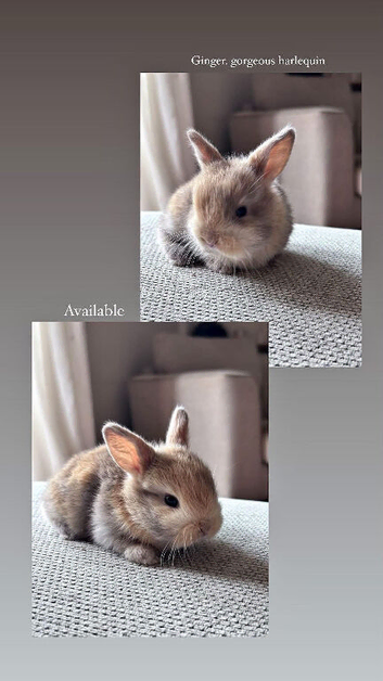 Gorgeous lop eared bunnies