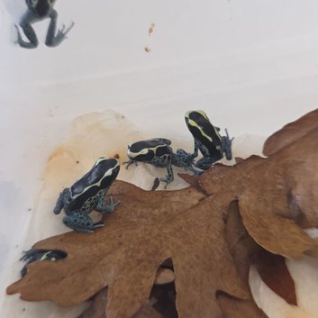 Dendrobates tinctorius &lsquo;Powder Blue&rsquo; Dart Frogs &ndash; Juveniles &ndash; Nottingham