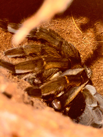Multiple different species of tarantulas