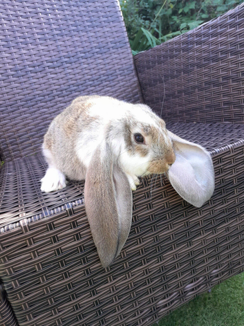 Pure English  Lop baby rabbit BLACKPOOL
