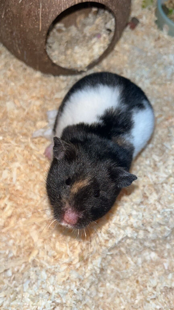 12 week old female Syrian hamster and cage